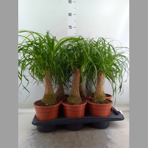 Beaucarnea recurvata