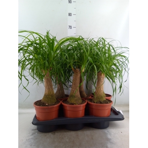 Beaucarnea recurvata