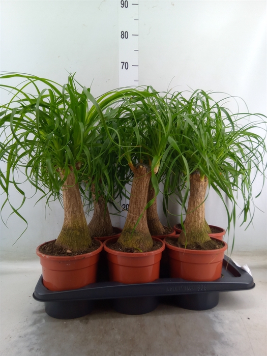 <h4>Beaucarnea recurvata</h4>