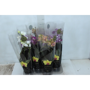PHALAENOPSIS MINI P09 2 HT PREMIUM