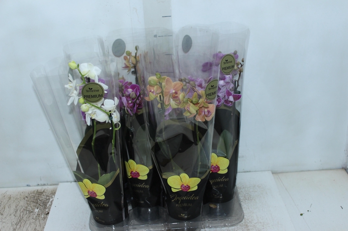 <h4>PHALAENOPSIS MINI P09 2 HT PREMIUM</h4>