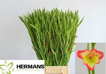 <h4>Glad Kl Las Vegas Hermans</h4>