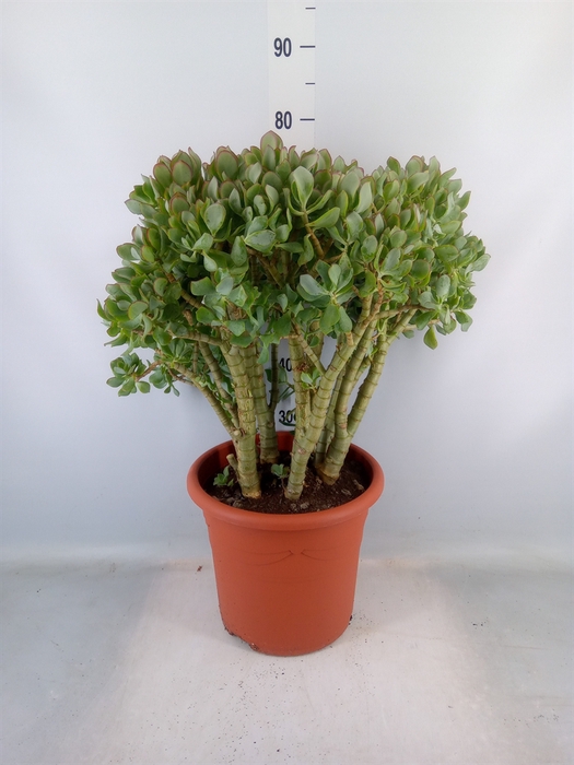 <h4>Crassula arborescens</h4>