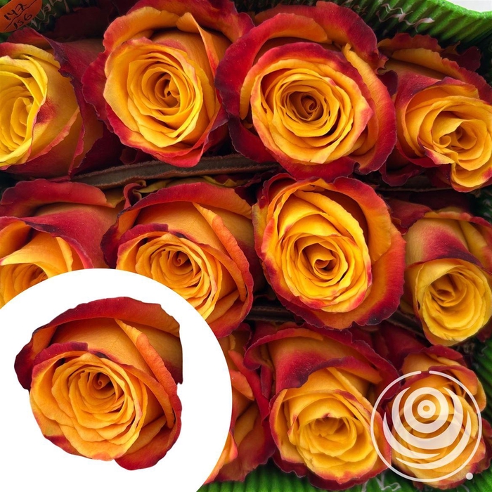 <h4>R Eq Silantio</h4>