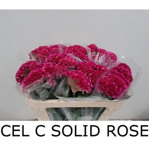 Cel C Solid Rose