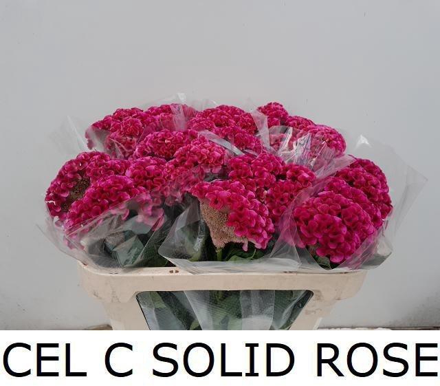 <h4>Cel C Solid Rose</h4>