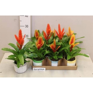 ARR BROMELIA