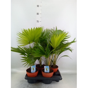 Livistona rotundifolia