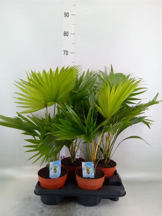 <h4>Livistona rotundifolia</h4>