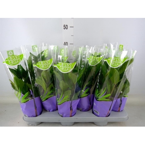 Zamioculcas zamiifolia