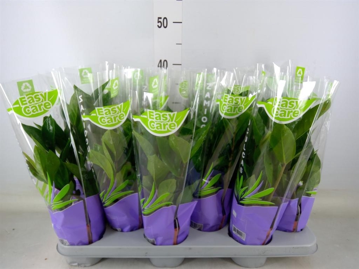 <h4>Zamioculcas zamiifolia</h4>