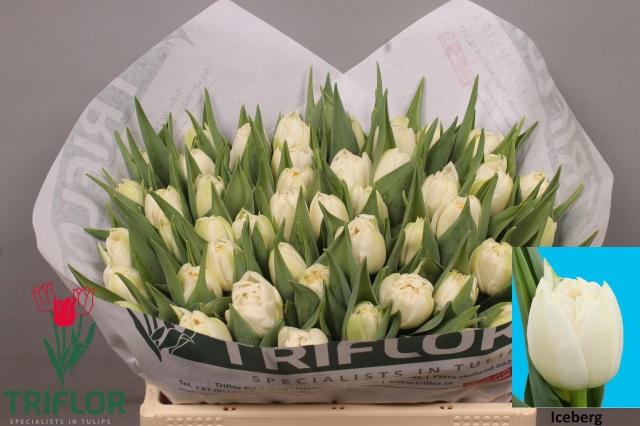 <h4>TU DU ICEBERG</h4>