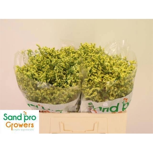 LIM SIN CHINA SUMMER