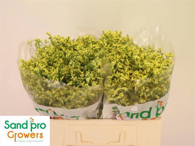 <h4>LIM SIN CHINA SUMMER</h4>