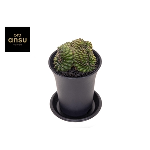 Gymno Spineless 'Crested'