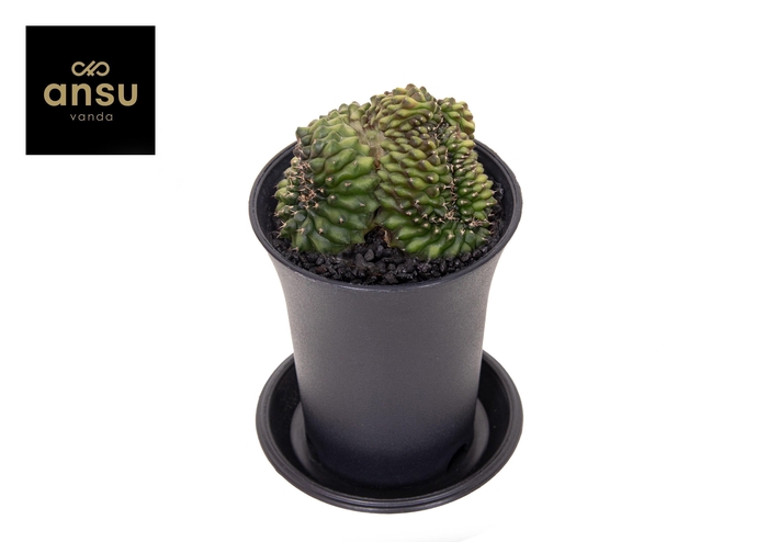 <h4>Gymno Spineless 'Crested'</h4>