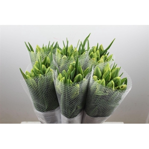 Tu Fr Pa Avignon Parrot