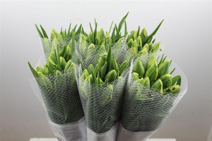 <h4>Tu Fr Pa Avignon Parrot</h4>