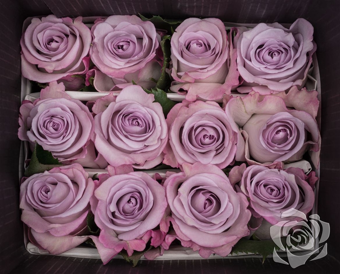 <h4>Rosa Gr Purple Haze</h4>