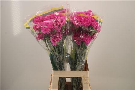 <h4>Di St Farida</h4>