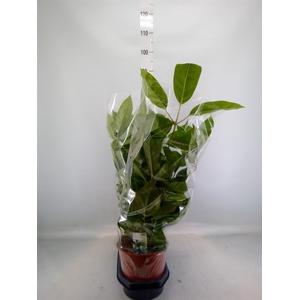 Schefflera actin. 'Amate'