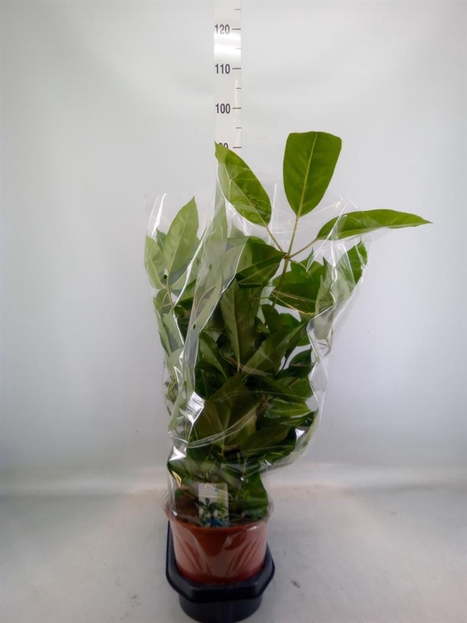 <h4>Schefflera actin. 'Amate'</h4>