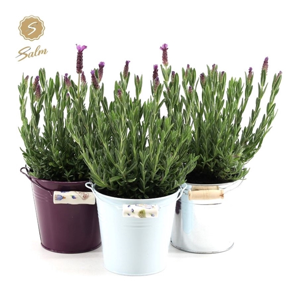 <h4>Lavandula st. 'Anouk'® Collection P12 in Zinc Mix</h4>