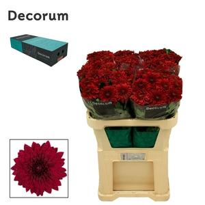 Chr G Pip Red
