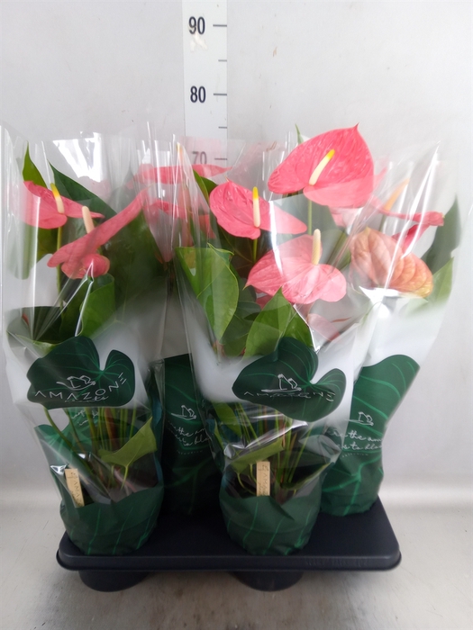 <h4>Anthurium andr. 'Colorado'</h4>