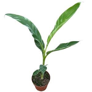 Musa Florida
