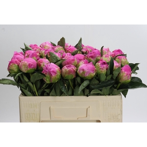 Paeonia Glory Hallelujah