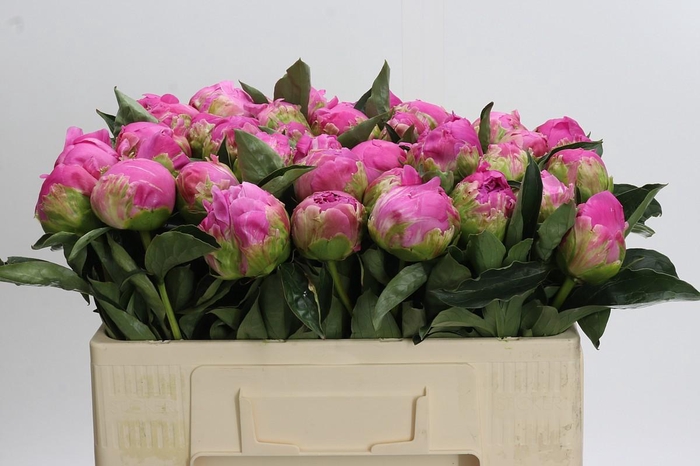 Paeonia Glory Hallelujah