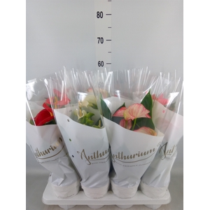 Anthurium   ...mix 4