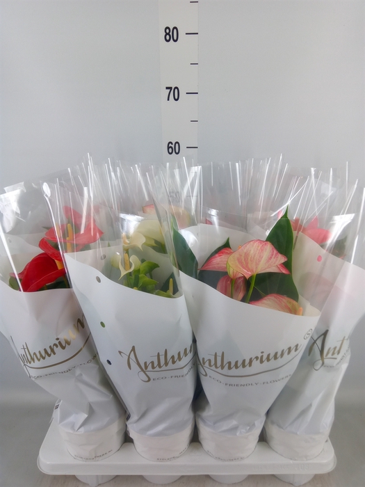 <h4>Anthurium   ...mix 4</h4>