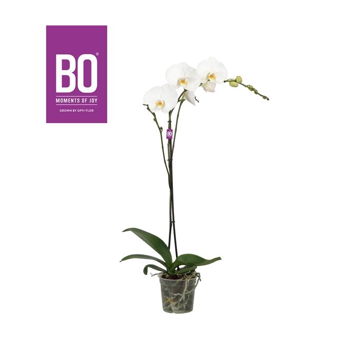 <h4>King P15 BO White 1 spike</h4>