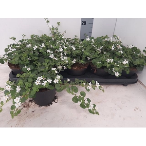 SUT BAHIA WHITE SAND