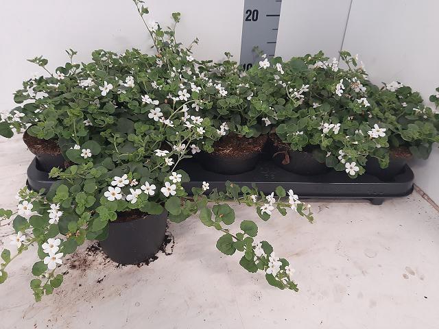 <h4>SUT BAHIA WHITE SAND</h4>