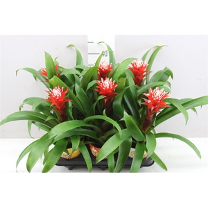 Guzmania Hope