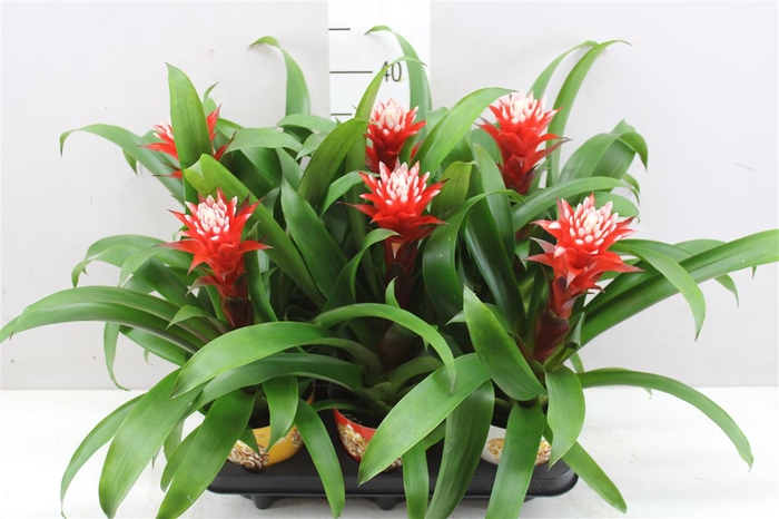 <h4>Guzmania Hope</h4>