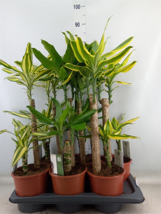 <h4>Dracaena frag.   ...mix 3</h4>