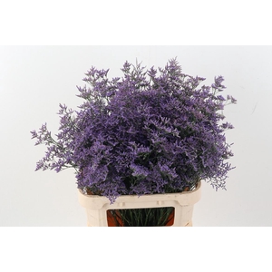 Lim Saf Classic Blue