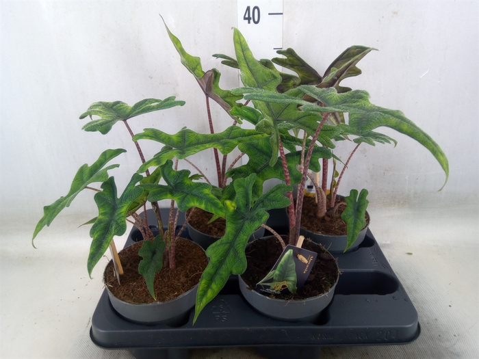 <h4>Alocasia   ...</h4>