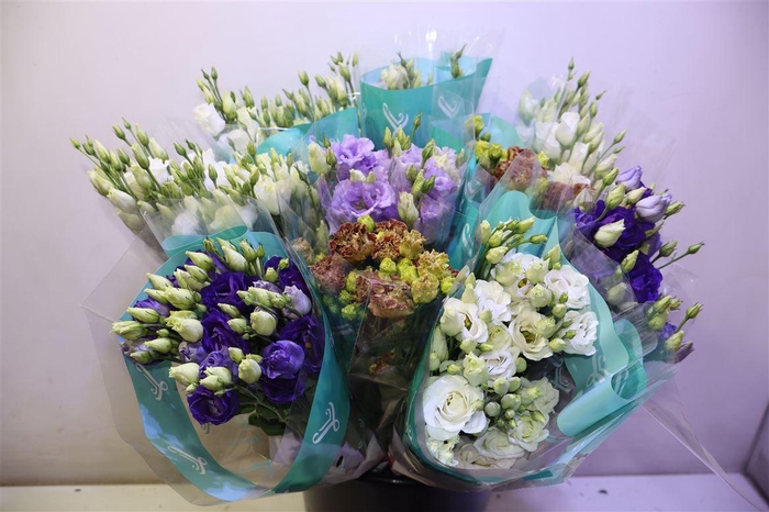 <h4>Eus G Gem In Fust X5</h4>