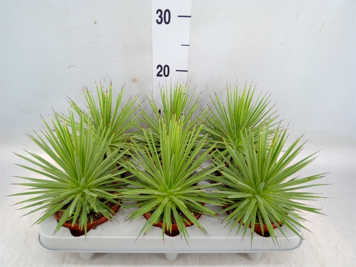 <h4>Agave stricta 'Nana'</h4>