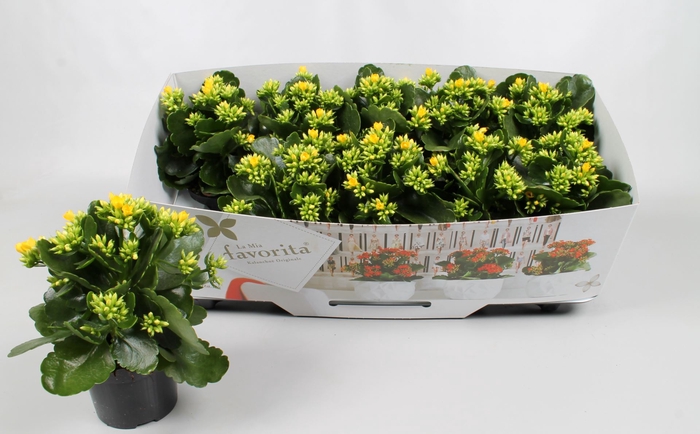 <h4>Kalanchoe Favorita Solana</h4>