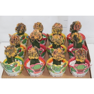 CACTUS EXERTADO P11