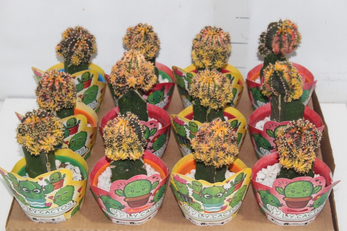 <h4>CACTUS EXERTADO P11</h4>