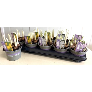 CROCUS GEM