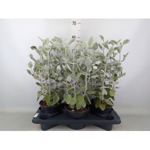 Kalanchoe NF   ...