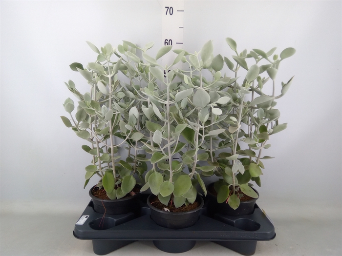 <h4>Kalanchoe NF   ...</h4>